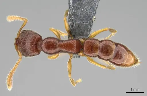 Stigmatomma sakalava specimen CASENT0366766 image casent0366766_1
