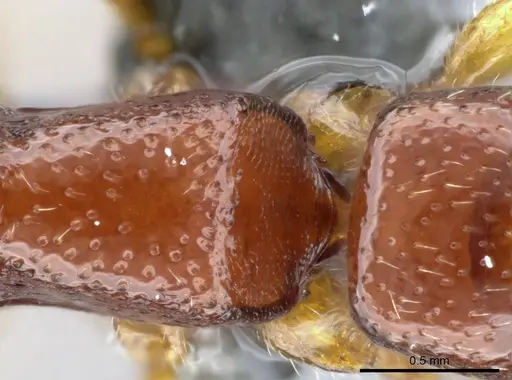 Stigmatomma sakalava specimen CASENT0366766 image casent0366766_2