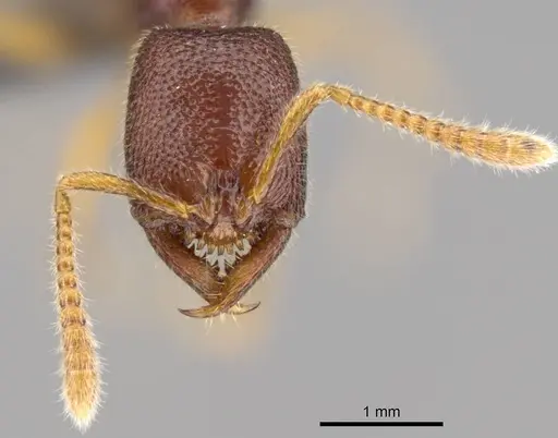 Stigmatomma sakalava specimen CASENT0366766 image casent0366766_3