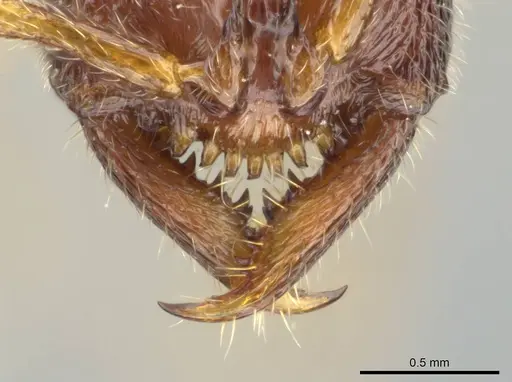 Stigmatomma sakalava specimen CASENT0366766 image casent0366766_4
