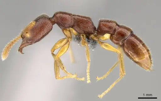 Stigmatomma sakalava specimen CASENT0366766 image casent0366766_5