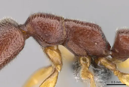 Stigmatomma sakalava specimen CASENT0366766 image casent0366766_6