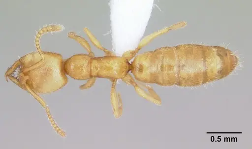 Stigmatomma sakalava specimen CASENT0438262 image casent0438262_1