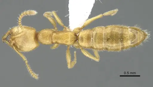 Stigmatomma sakalava specimen CASENT0438262 image casent0438262_2