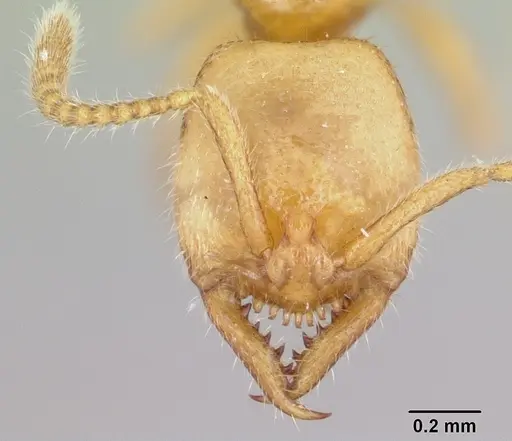 Stigmatomma sakalava specimen CASENT0438262 image casent0438262_3