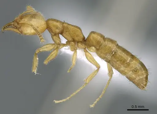Stigmatomma sakalava specimen CASENT0438262 image casent0438262_6