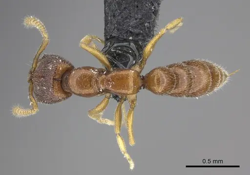 Stigmatomma santschii specimen CASENT0006948 image casent0006948_1