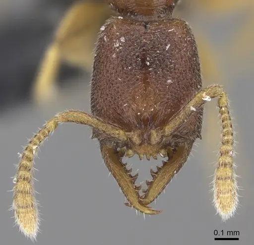 Stigmatomma santschii specimen CASENT0006948 image casent0006948_2