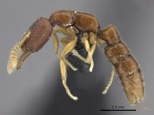 Stigmatomma santschii specimen CASENT0006948 image casent0006948_3
