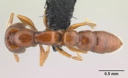 Stigmatomma santschii specimen CASENT0095448 image casent0095448_1