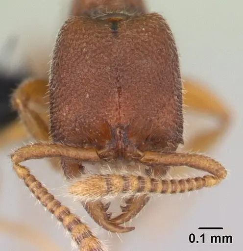 Stigmatomma santschii specimen CASENT0095448 image casent0095448_2