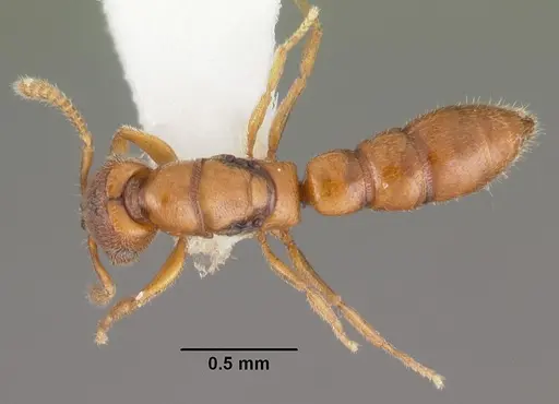 Stigmatomma santschii specimen CASENT0102206 image casent0102206_1