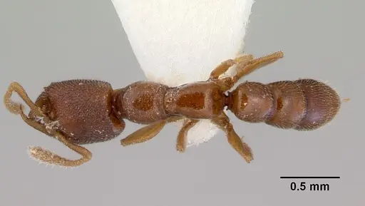 Stigmatomma santschii specimen CASENT0172229 image casent0172229_1