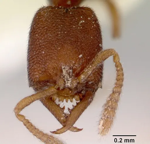 Stigmatomma santschii specimen CASENT0172229 image casent0172229_2