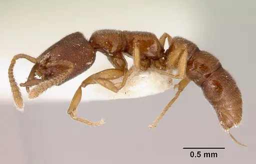 Stigmatomma santschii specimen CASENT0172229 image casent0172229_3