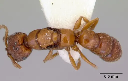 Stigmatomma santschii specimen CASENT0172230 image casent0172230_1