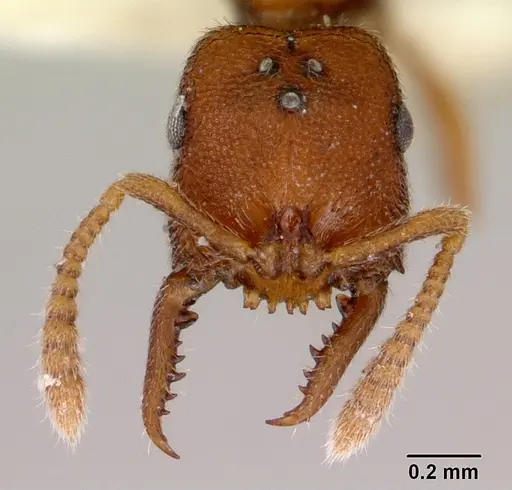 Stigmatomma santschii specimen CASENT0172230 image casent0172230_2