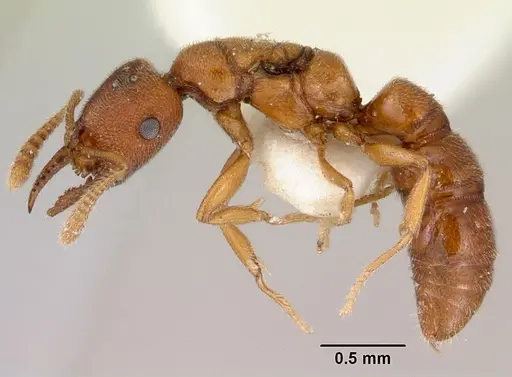 Stigmatomma santschii specimen CASENT0172230 image casent0172230_3