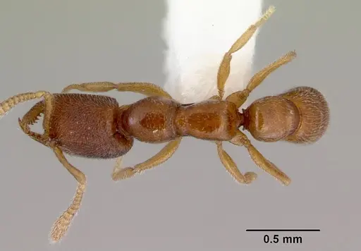 Stigmatomma santschii specimen CASENT0172231 image casent0172231_1
