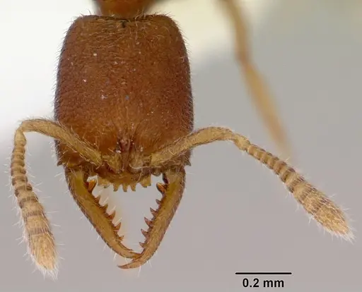 Stigmatomma santschii specimen CASENT0172231 image casent0172231_2