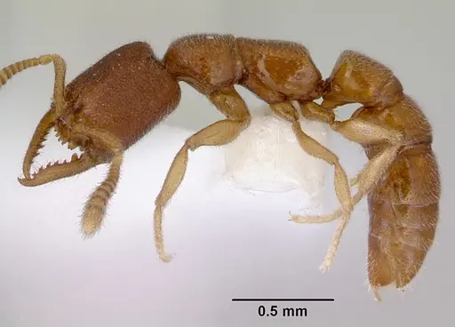 Stigmatomma santschii specimen CASENT0172231 image casent0172231_3