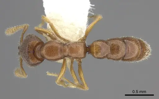 Stigmatomma santschii specimen CASENT0260453 image casent0260453_1