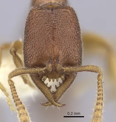 Stigmatomma santschii specimen CASENT0260453 image casent0260453_2
