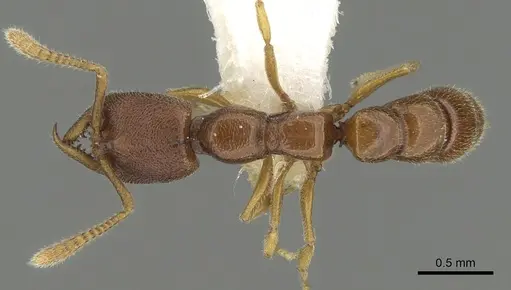 Stigmatomma santschii specimen CASENT0280651 image casent0280651_1