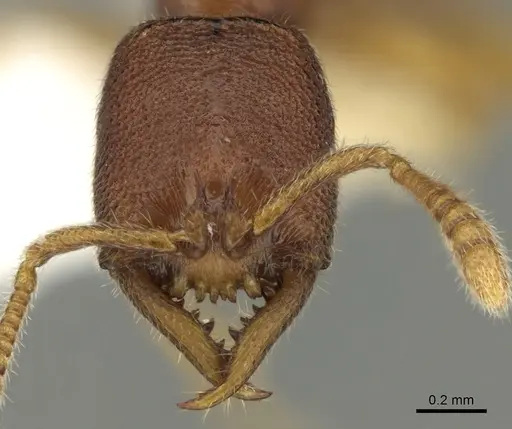 Stigmatomma santschii specimen CASENT0280651 image casent0280651_2