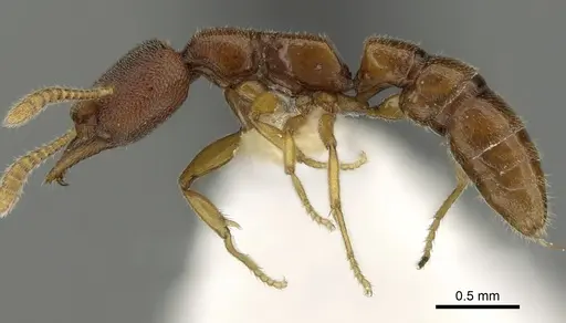 Stigmatomma santschii specimen CASENT0280651 image casent0280651_3