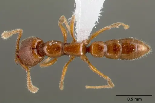 Stigmatomma santschii specimen CASENT0408408 image casent0408408_1