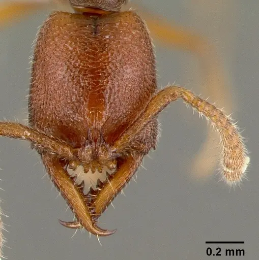Stigmatomma santschii specimen CASENT0408408 image casent0408408_2