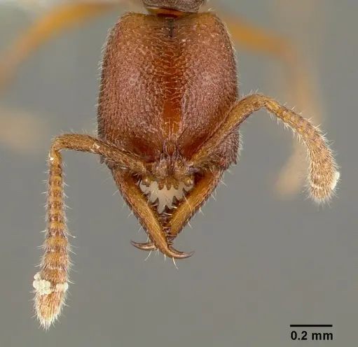 Stigmatomma santschii specimen CASENT0408408 image casent0408408_3