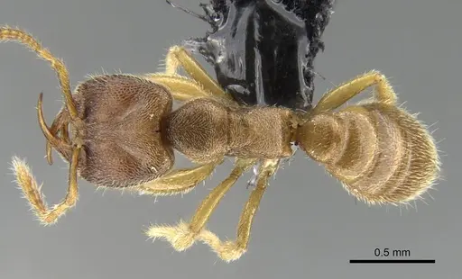 Stigmatomma scrobiceps specimen CASENT0339957 image casent0339957_1