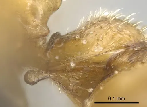Stigmatomma scrobiceps specimen CASENT0339957 image casent0339957_2