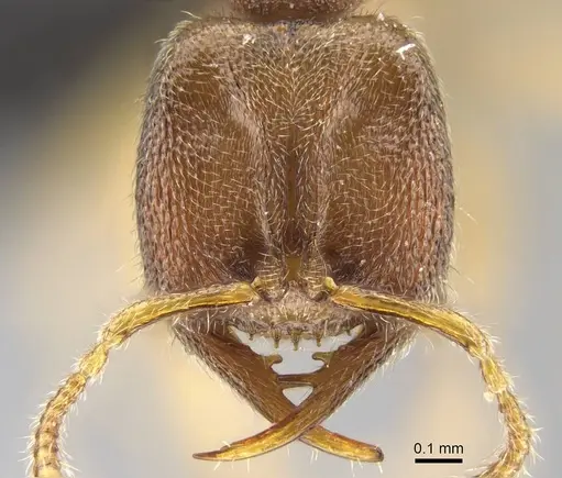 Stigmatomma scrobiceps specimen CASENT0339957 image casent0339957_3