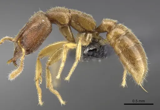 Stigmatomma scrobiceps specimen CASENT0339957 image casent0339957_5