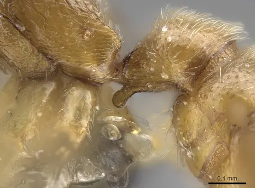 Stigmatomma scrobiceps specimen CASENT0339957 image casent0339957_6