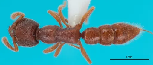 Stigmatomma silvestrii specimen ANTWEB1048548 image antweb1048548_1