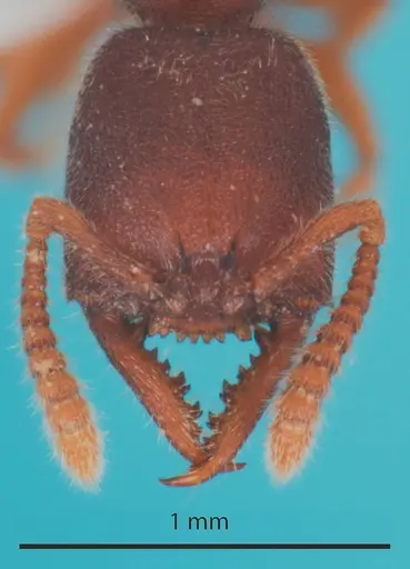 Stigmatomma silvestrii specimen ANTWEB1048548 image antweb1048548_2