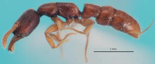 Stigmatomma silvestrii specimen ANTWEB1048548 image antweb1048548_3