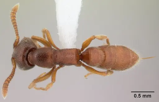 Stigmatomma silvestrii specimen CASENT0000049 image casent0000049_1