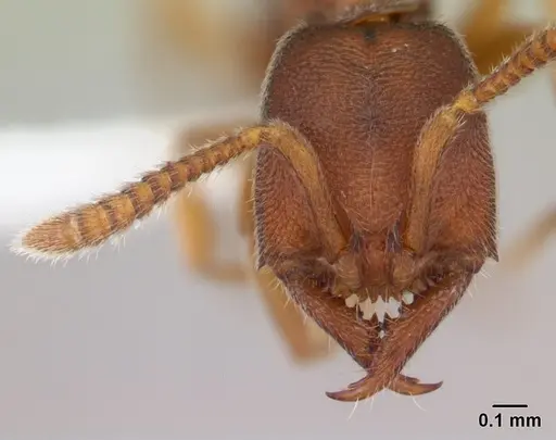 Stigmatomma silvestrii specimen CASENT0000049 image casent0000049_2