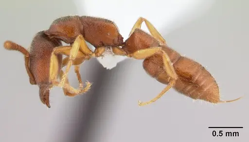 Stigmatomma silvestrii specimen CASENT0000049 image casent0000049_3