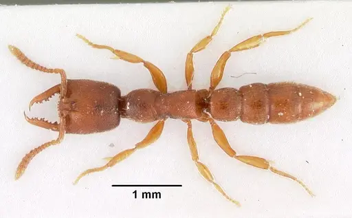 Stigmatomma silvestrii specimen CASENT0102204 image casent0102204_1
