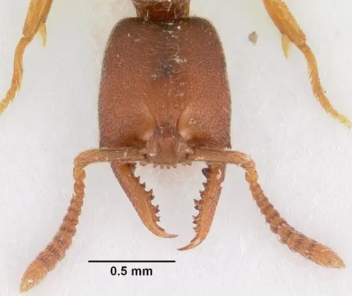Stigmatomma silvestrii specimen CASENT0102204 image casent0102204_2