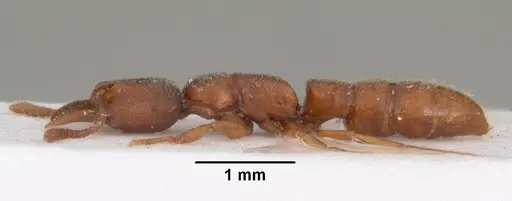 Stigmatomma silvestrii specimen CASENT0102204 image casent0102204_3
