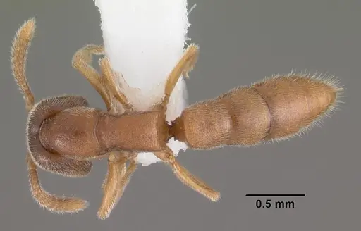 Stigmatomma silvestrii specimen CASENT0102479 image casent0102479_1