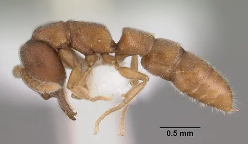 Stigmatomma silvestrii specimen CASENT0102479 image casent0102479_3