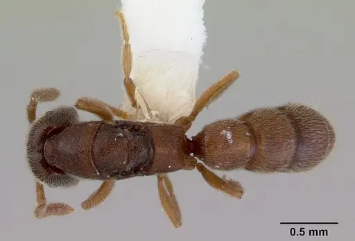 Stigmatomma silvestrii specimen CASENT0172225 image casent0172225_1
